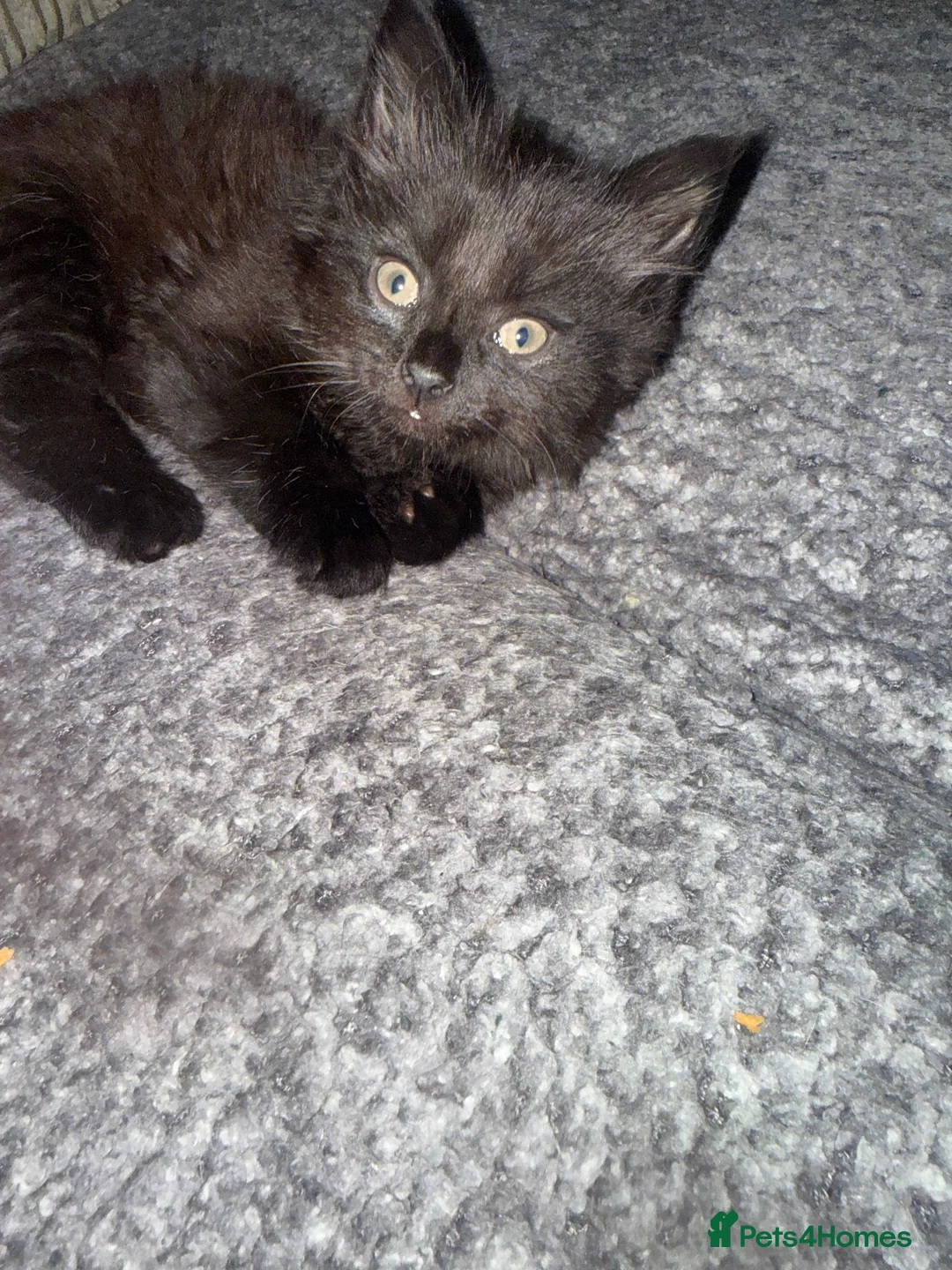 Mixed Breed cats for sale: Beautiful kittens - Advert 5