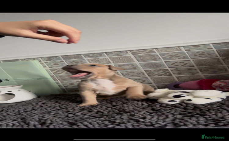 Mixed Breed dogs - Advert 1
