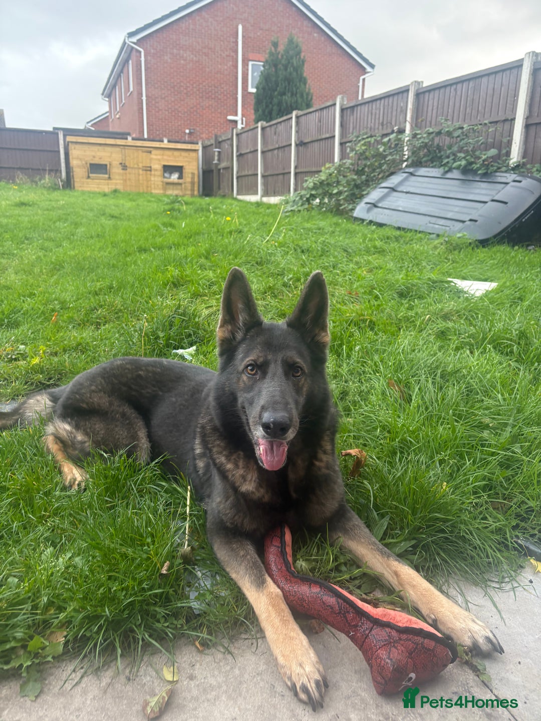Mixed Breed dogs for sale: alaskan blue german shepard for rehoming (£100) - Advert 2