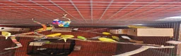 Budgerigars birds for sale: Budgies - Advert 10