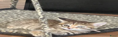 Norwegian Forest Cat Kitten 5 