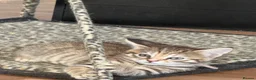 Norwegian Forest Cat cats for sale: 3 stunning half Norwegian kittens left - Advert 8