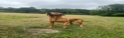 Labrador Retriever dogs for sale: Beautiful Red kc Labrador Puppies - Advert 7