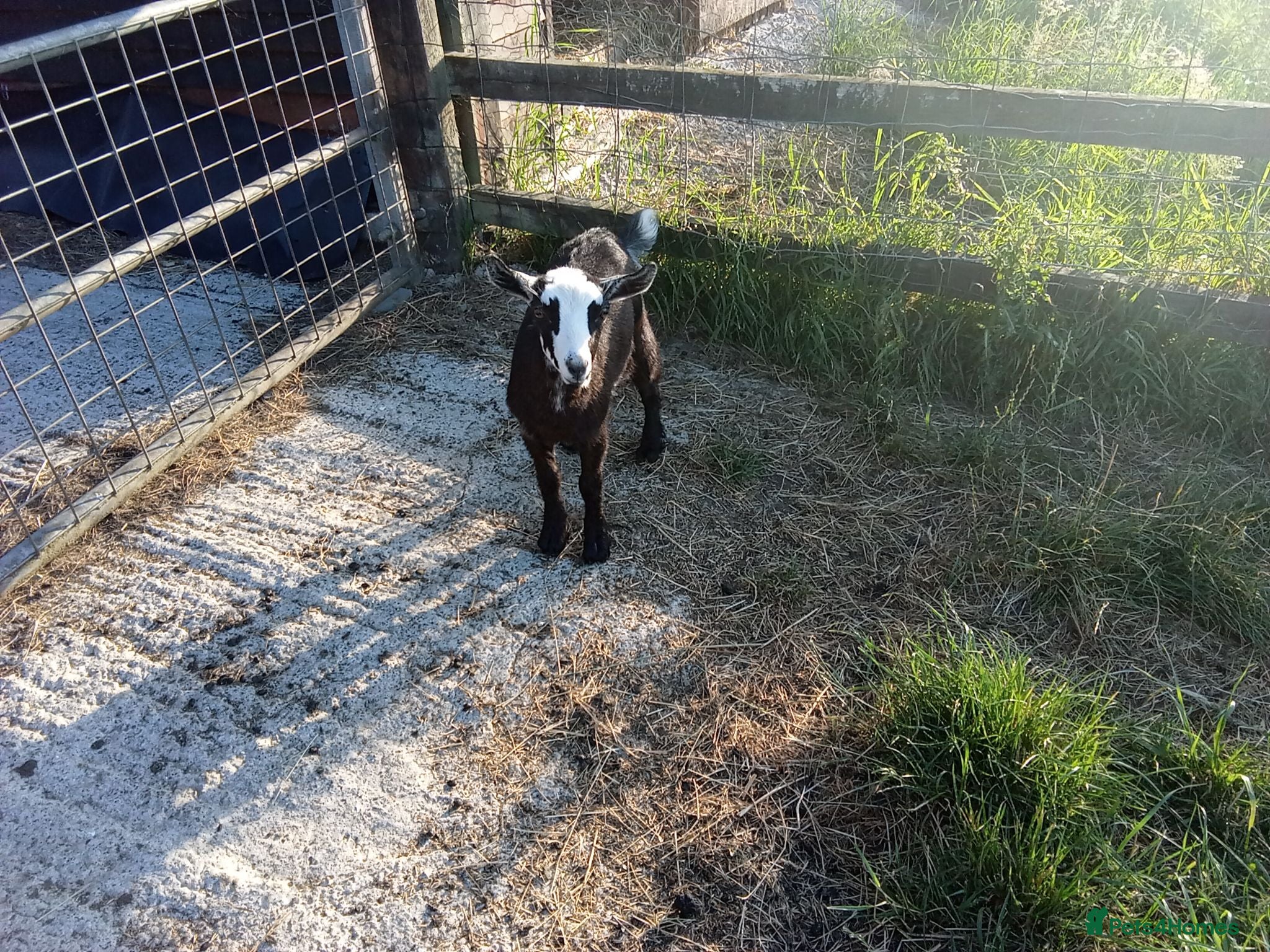 Goats livestock Pygmy goat kids pair (debudded) for sale  - Advert 18