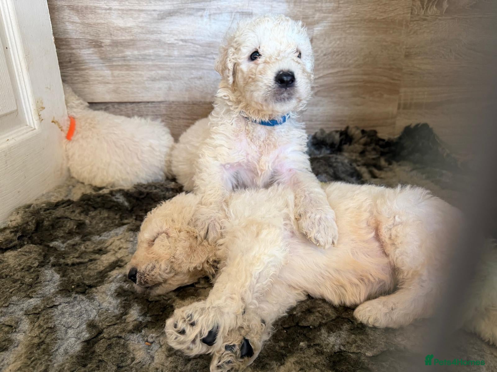 Komondor dogs Komondor Puppies - Advert 1