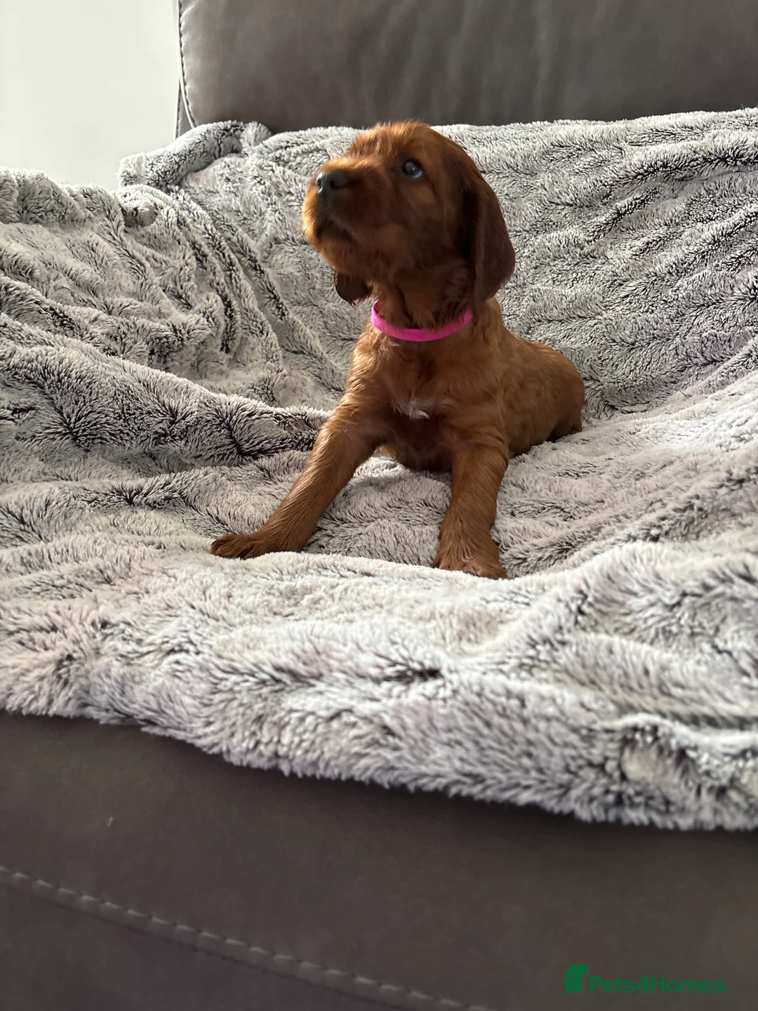 Irish Setter dogs for sale: KC registered Irish Setter puppies Bexhill-on-Sea - Advert 19