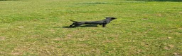Patterdale Terrier dogs for sale: Patterdale bitch - Advert 4