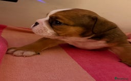 English Bulldog dogs for sale: Amazing British bulldogs  - Image 14