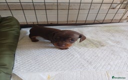 Dachshund dogs for sale: Miniature dachshunds  - Image 7