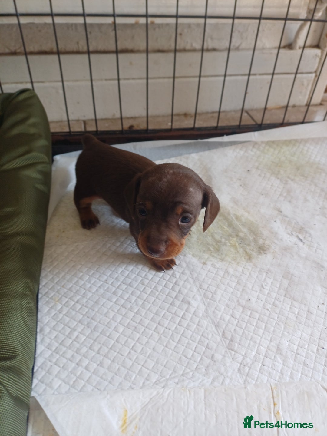 Dachshund dogs for sale: Miniature dachshunds  - Image 7
