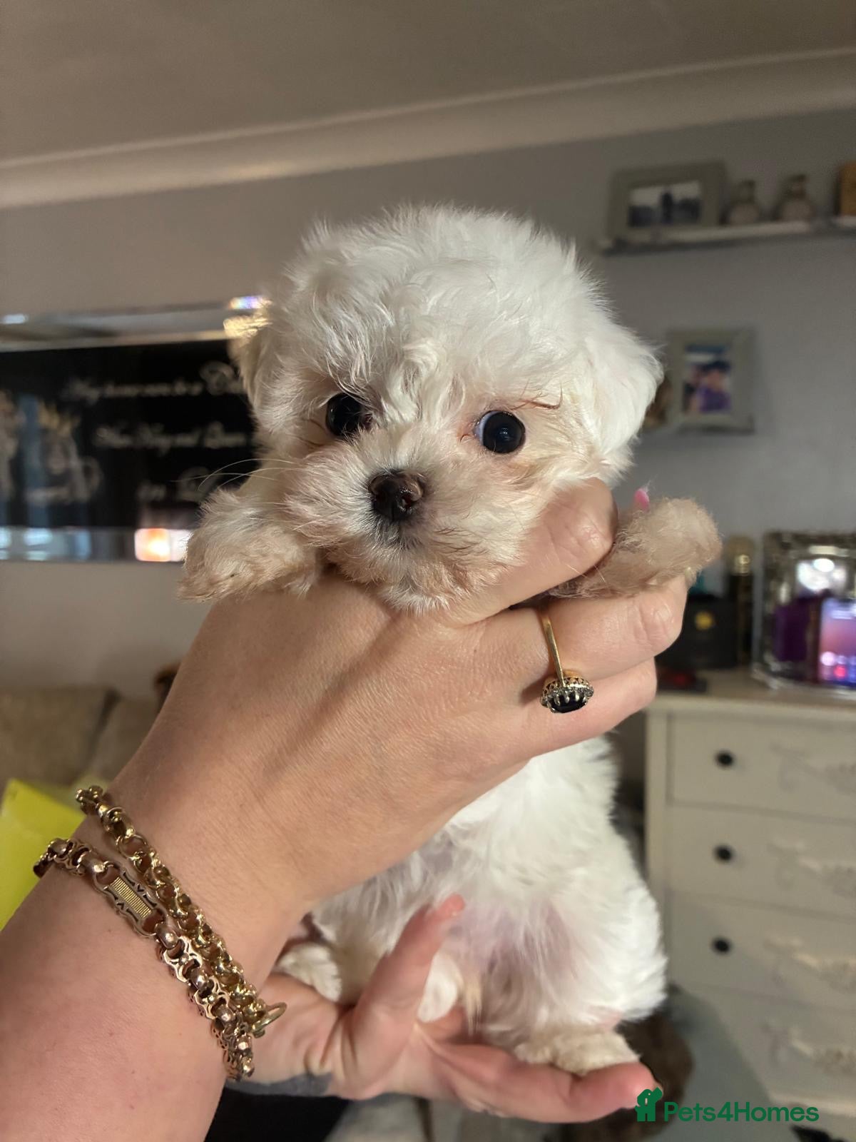 Maltese dogs stunning Korean Maltese puppies - Advert 2