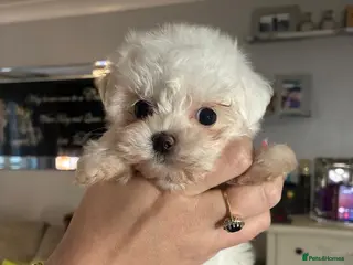 Maltese dogs stunning Korean Maltese puppies - Advert 2