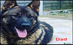 German Shepherd dogs for sale: German Shepherd puppies  - Advert 26