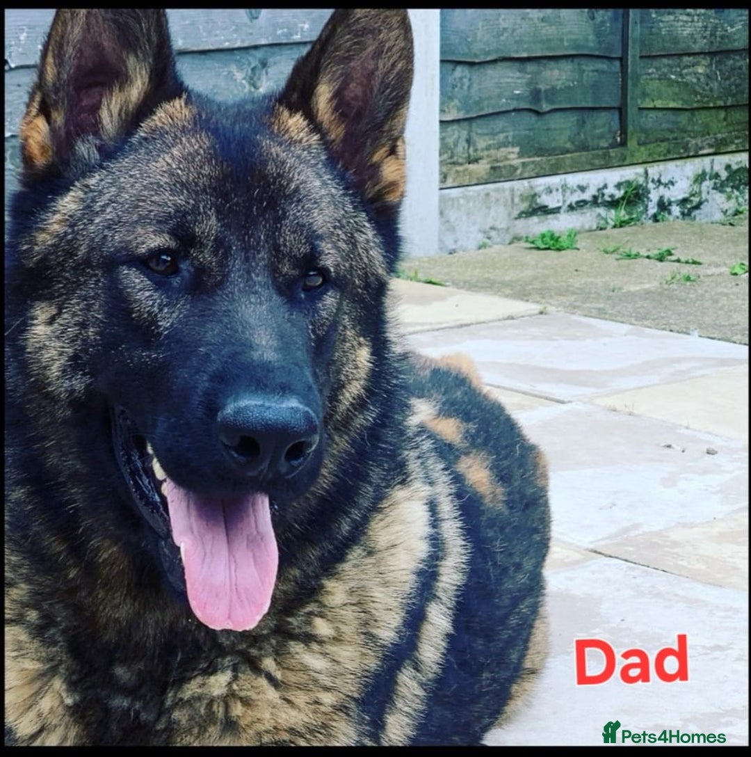 German Shepherd dogs for sale: German Shepherd puppies  - Advert 26