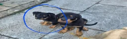Mixed Breed dogs for sale: Rottie / Terrier mix in Hyde - Advert 4