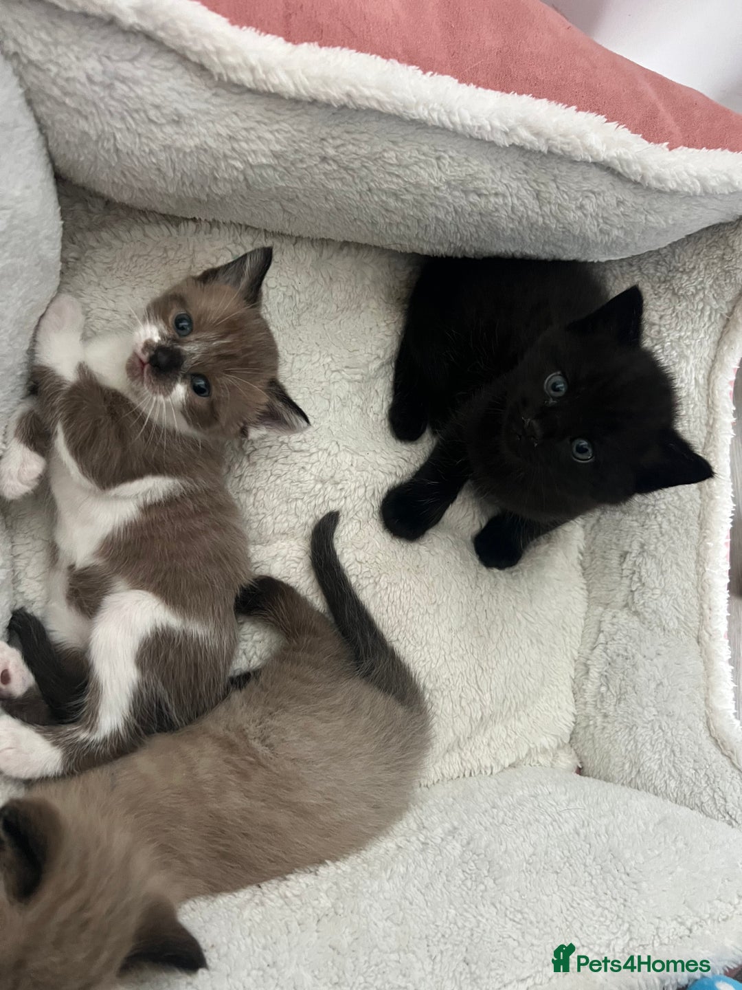 Ragdoll cats for sale: Ragdoll mix (available Now)  - Image 14