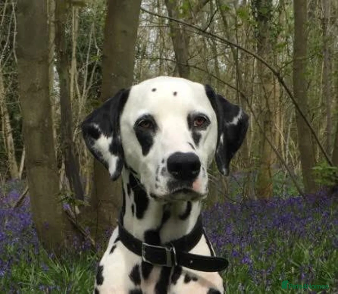 Dalmatian dogs for sale: Exceptional Dalmatian Puppies.  - Advert 14