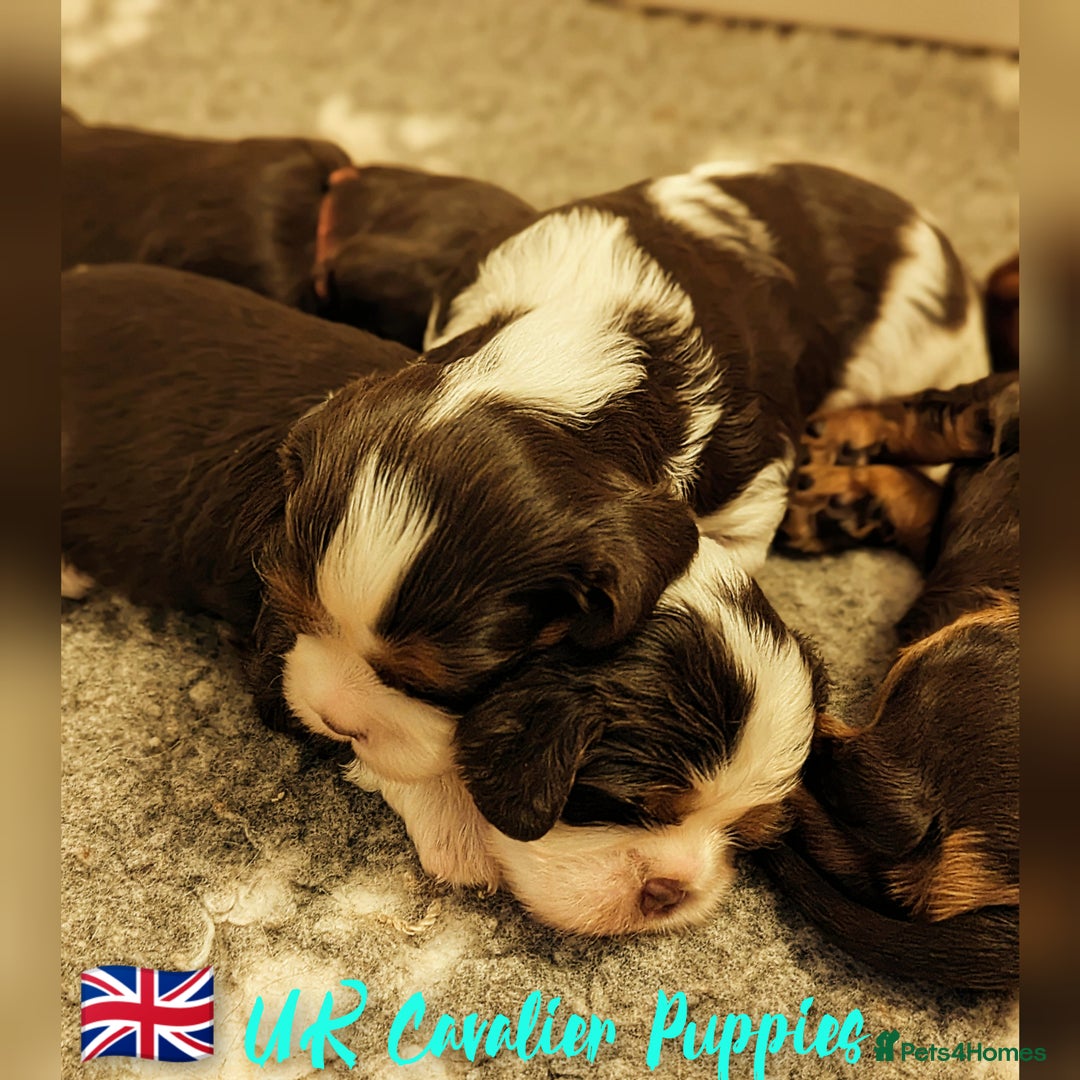 Cavalier King Charles Spaniel dogs for stud: 1st KC Registered Chocolate Cavalier Stud In UK!!  in Sutton Coldfield - Advert 2