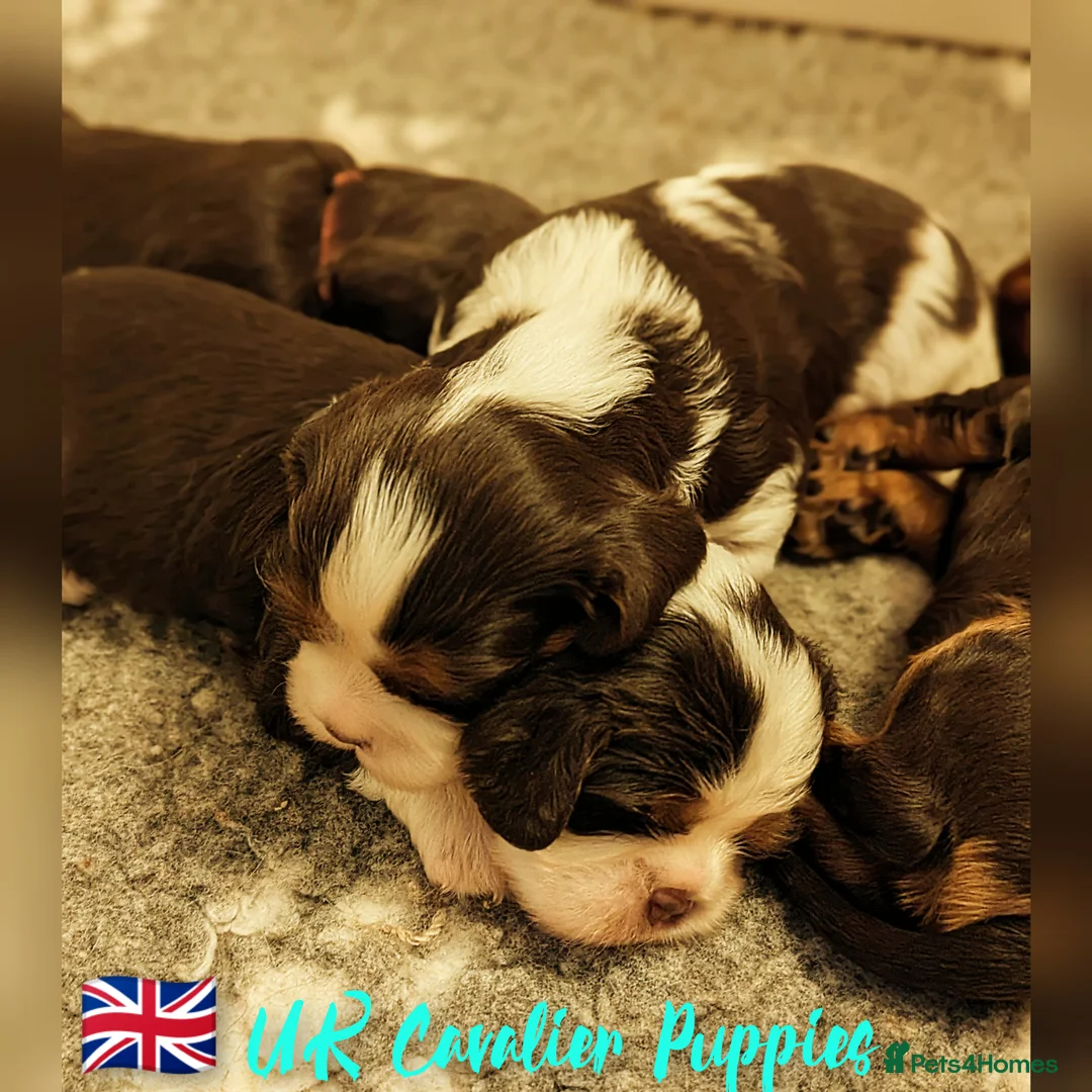 Cavalier King Charles Spaniel dogs for stud: 1st KC Registered Chocolate Cavalier Stud In UK!!  in Sutton Coldfield - Advert 2