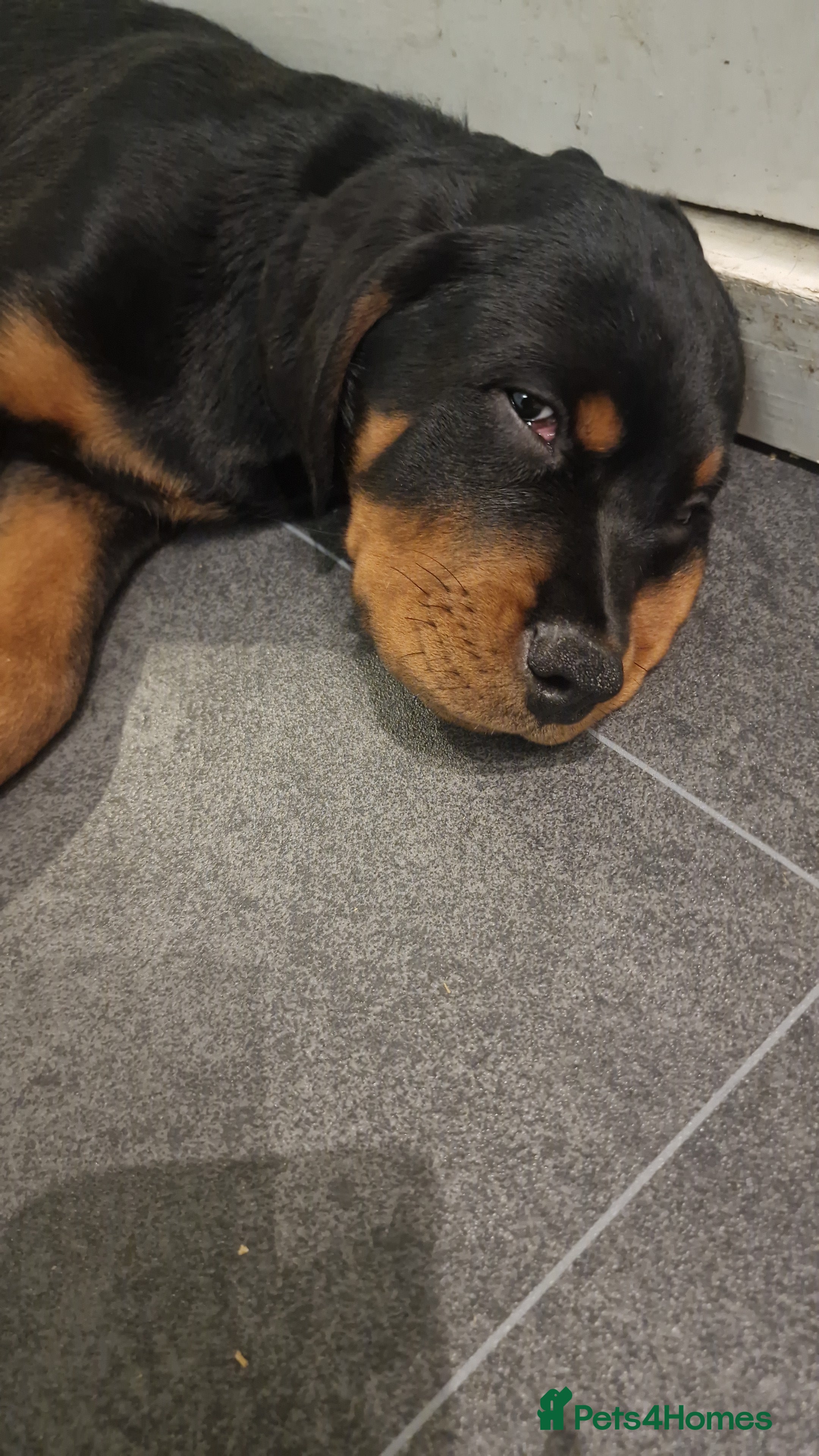 Rottweiler dogs Quality KC Rottweilers - Advert 14