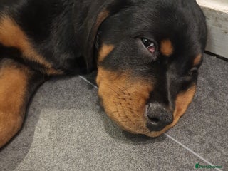 Rottweiler dogs Quality KC Rottweilers - Advert 12