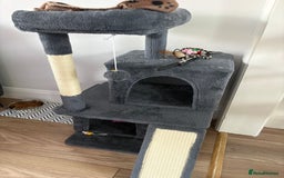 Domestic Shorthair cats for sale: Limon kitten - Advert 2