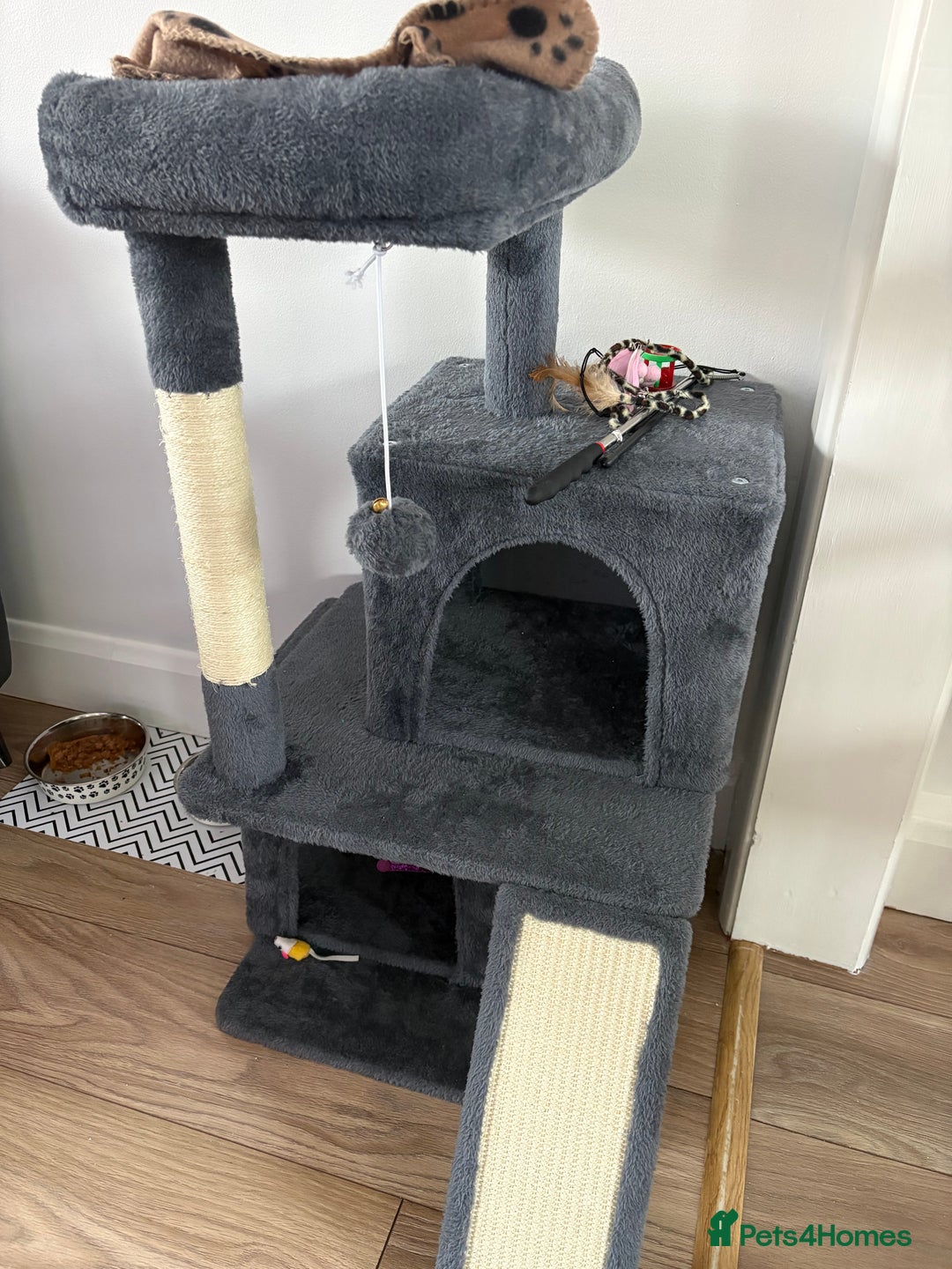 Domestic Shorthair cats for sale: Limon kitten - Advert 2