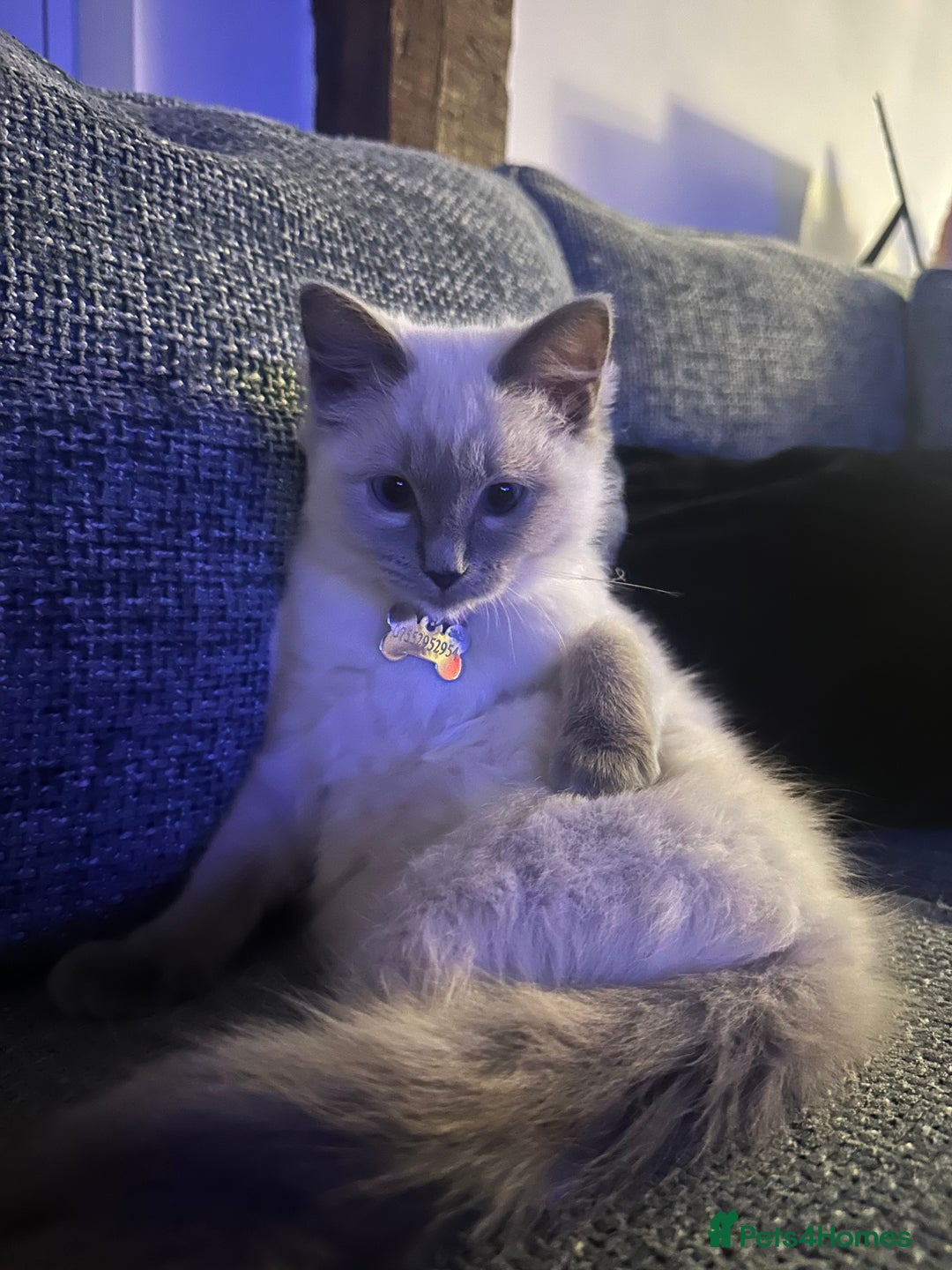 Ragdoll cats for sale: Ragdoll kitten  - Advert 2