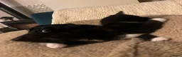Mixed Breed cats for sale: 2 Tuxedo Tabby Boys in Shifnal - Advert 9