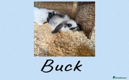 Mini Lop rabbits for sale: 4 Gorgeous Mini Lop Bunnies - Image 3