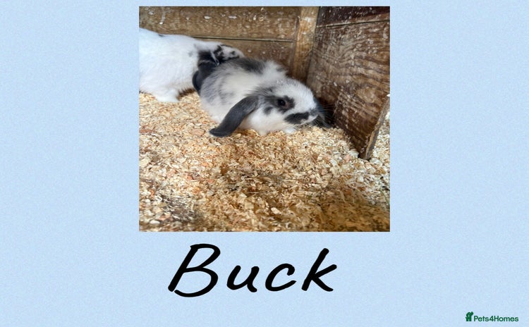 Mini Lop rabbits - Advert 4