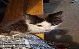 Domestic Shorthair cats for sale: Domestic long haired kittens  - Image 2