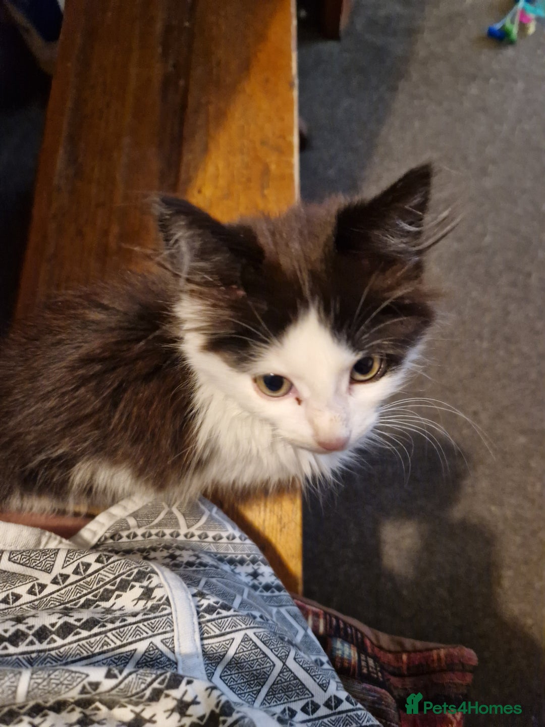 Domestic Shorthair cats for sale: Domestic long haired kittens  - Image 2