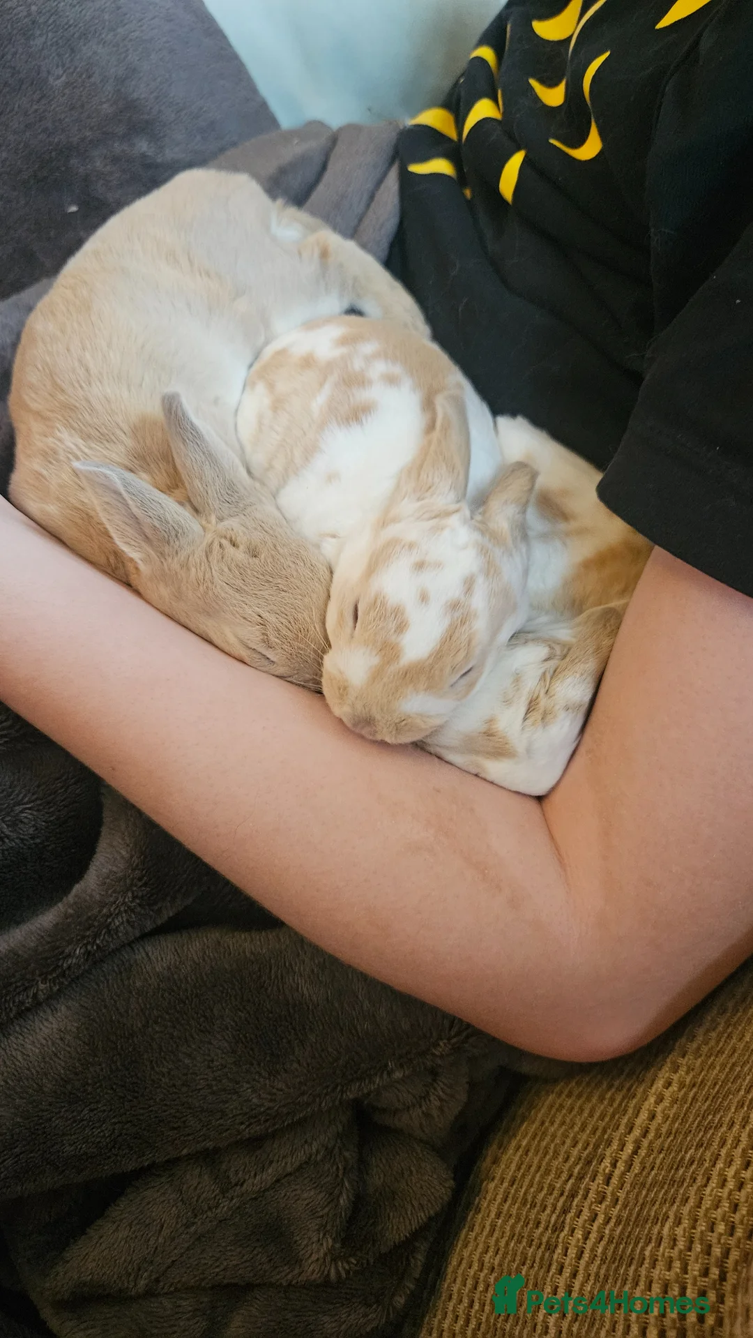 Rex rabbits for sale: Rex & Mini Rex Kits Available - Advert 9