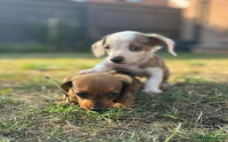 Dachshund dogs for sale: Beautiful Miniature dachshund puppies  - Image 16