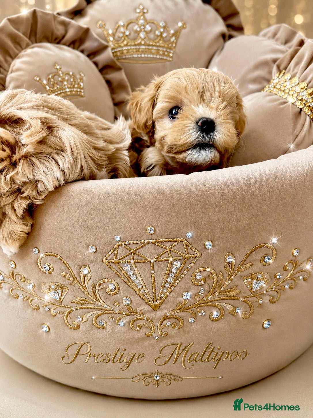 Maltipoo dogs 💎  Luxury  Asian  Maltipoo DNA Tested  Parents 💎 - Advert 3