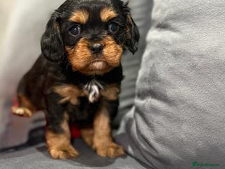Cavalier King Charles Spaniel dogs Kc & health tested ckcs puppies - Advert 13