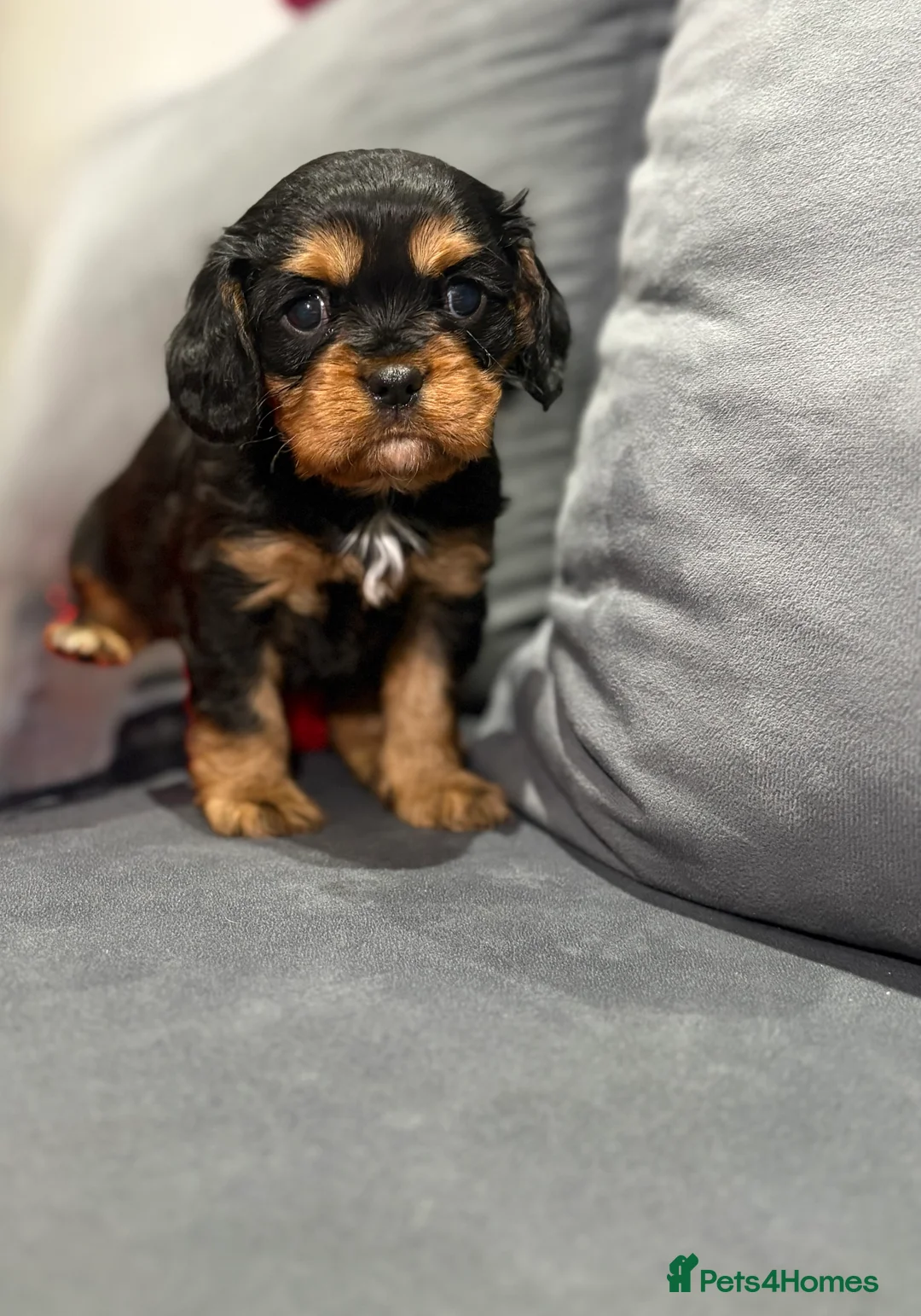 Cavalier King Charles Spaniel dogs for sale: 1 tri girl left - kc & health tested parents ❤️ - Advert 6
