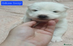 Samoyed dogs for sale: Puppies - Image 3