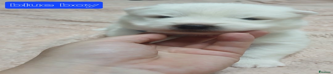 Samoyed Puppy 2