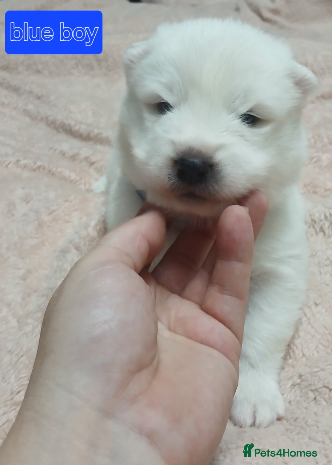 Samoyed dogs for sale: Puppies - Image 3