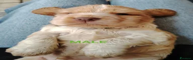 Cocker Spaniel 2