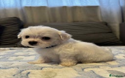 Maltese dogs for sale: Maltese puppies - Image 1