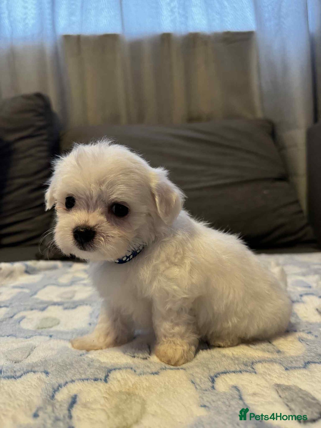 Maltese dogs for sale: Maltese puppies - Image 1