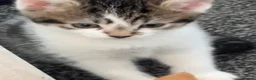 Mixed Breed cats for sale: Nico  - Advert 2