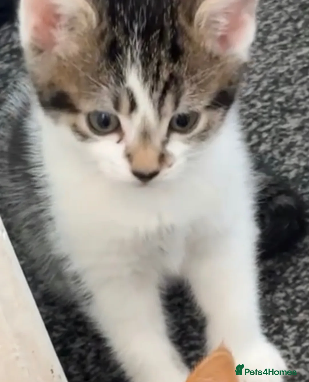 Mixed Breed cats for sale: Nico  - Advert 2