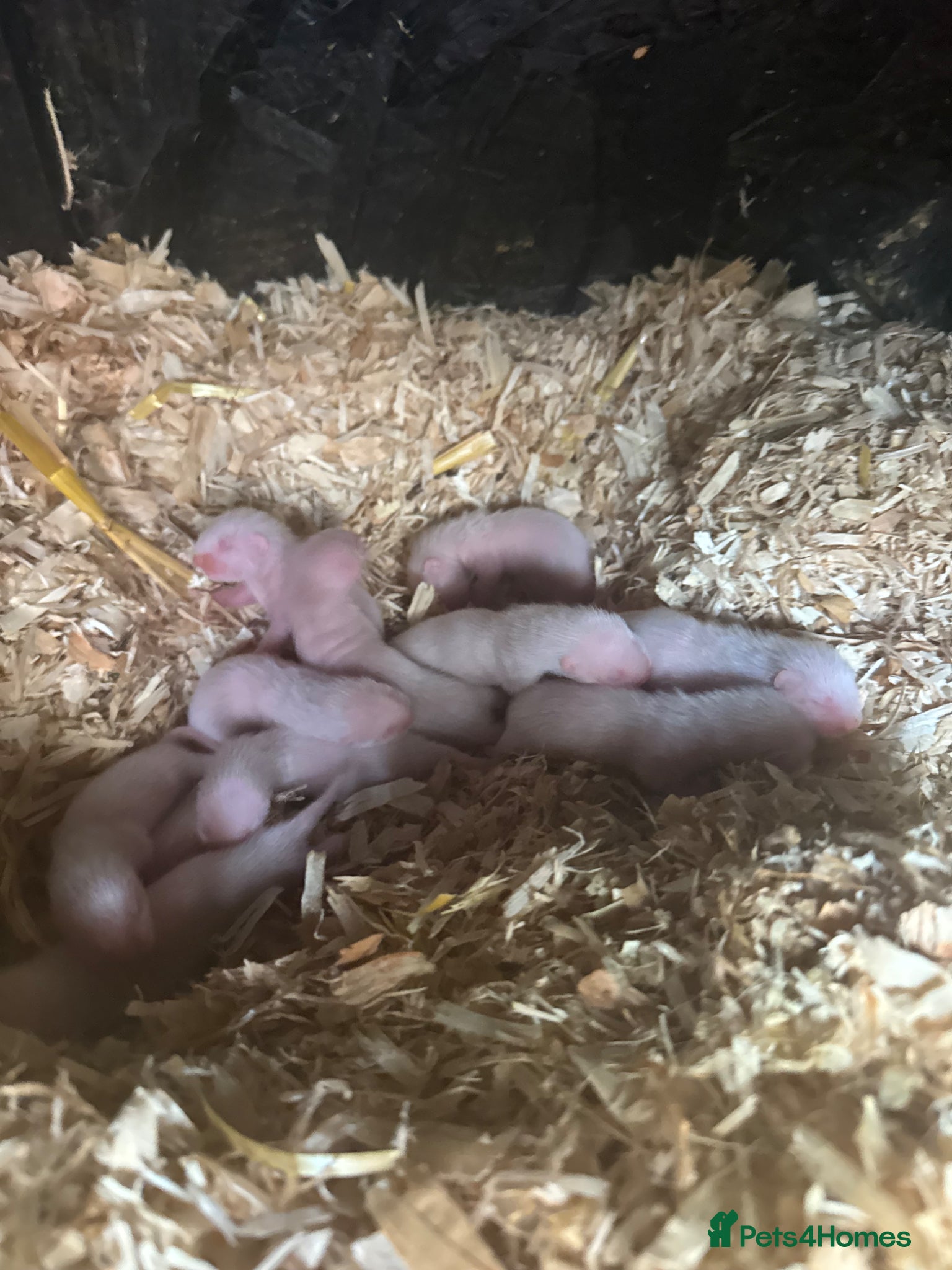 Ferret rodents for sale: Ferrets from working stock  in Dartford - Advert 1