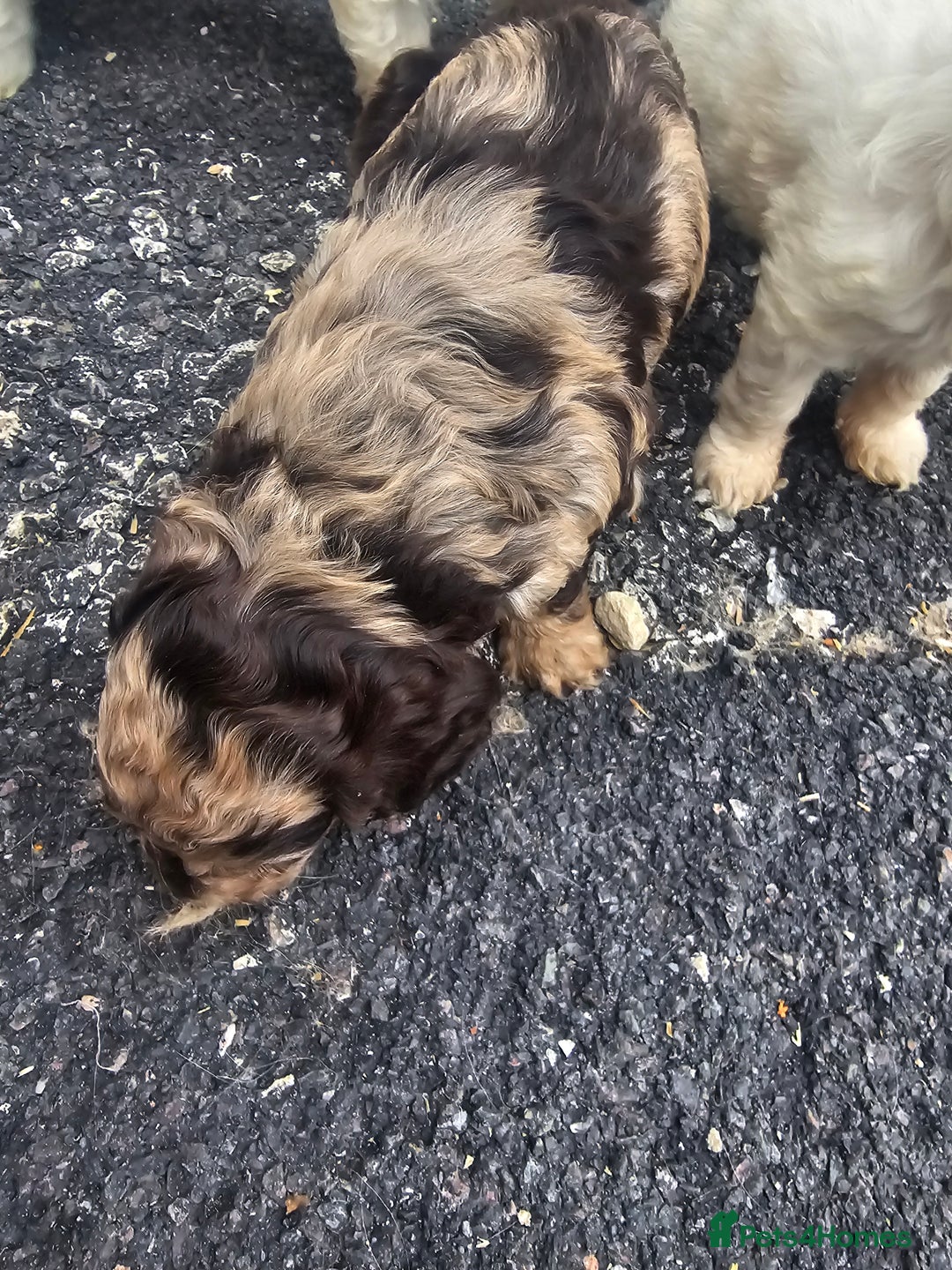 Cockapoo dogs for sale: Cockapoo puppies 🐶  - Image 26