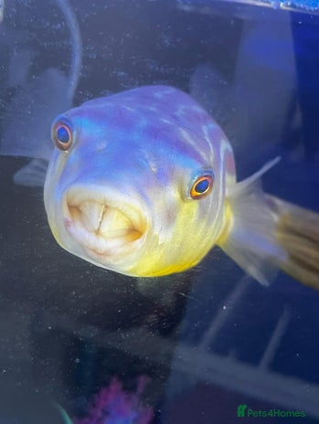 Pufferfish fish - Advert 2