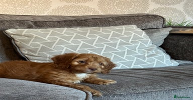 Cockapoo dogs - Advert 1